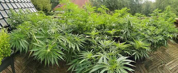 Growreport Bild 8