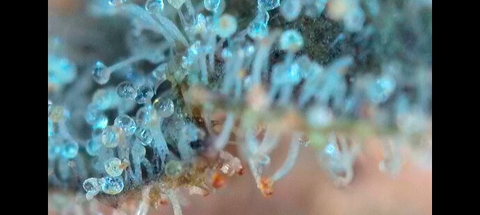 Growreport Bild 6