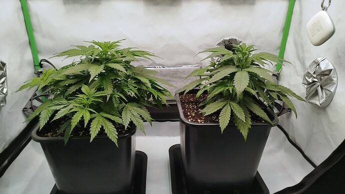 Zwei Cannabis-Pflanzen in schwarzen Töpfen in einem Growzelt.