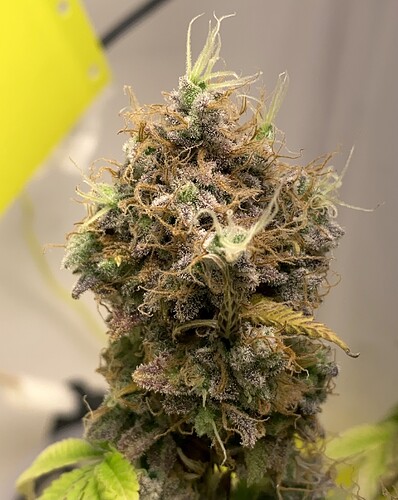 Growreport Bild 3