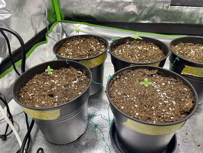 Growreport Bild 56