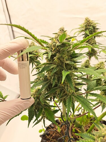 Growreport Bild 56