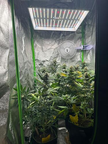 Vier Cannabispflanzen in einem Growzelt unter einer Mars Hydro LED-Lampe.
