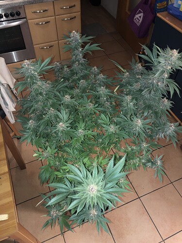 Growreport Bild 12