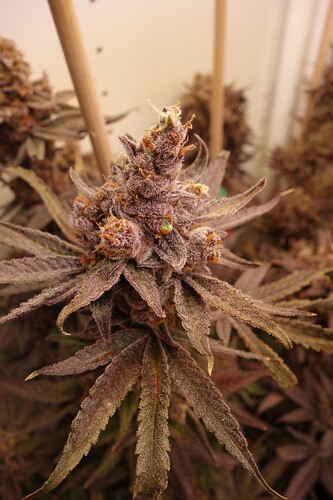 Growreport Bild 22