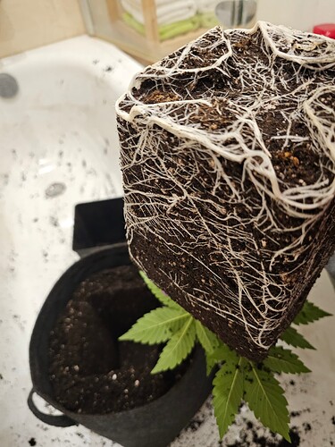 Growreport Bild 6