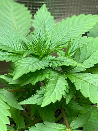 Growreport Bild 38