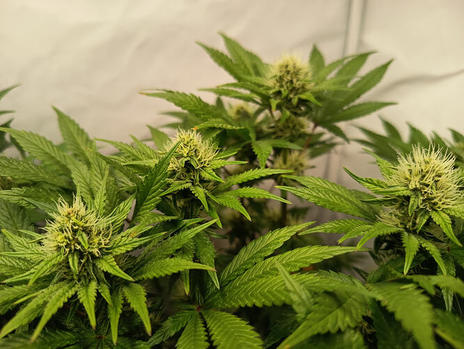 Growreport Bild 7