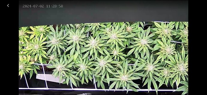 Growreport Bild 7