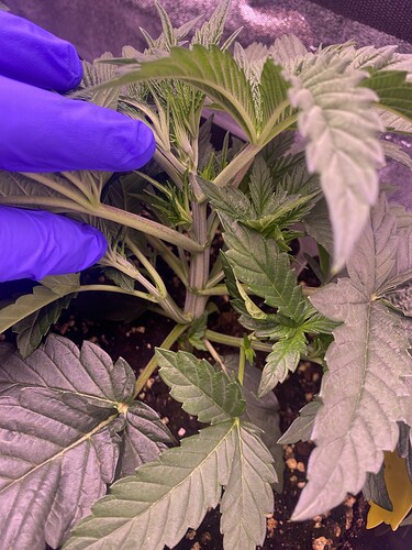 Growreport Bild 3