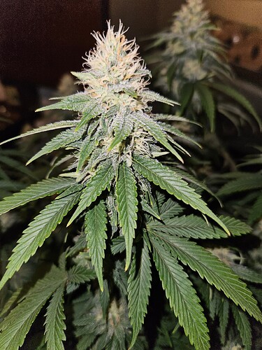Growreport Bild 1