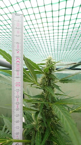 Growreport Bild 18