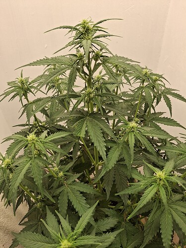Growreport Bild 94