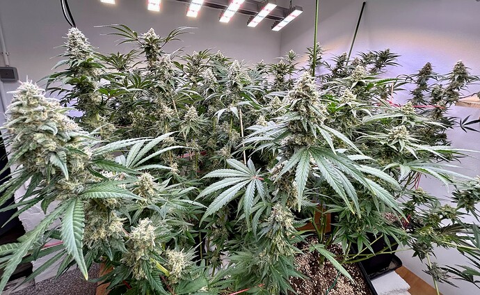 Growreport Bild 10