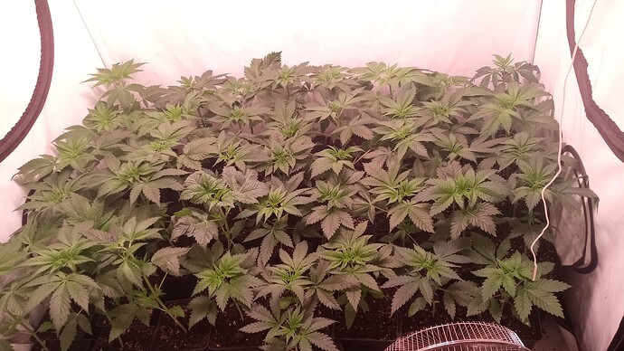 Growreport Bild 6