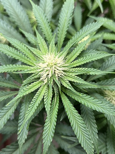 Growreport Bild 4