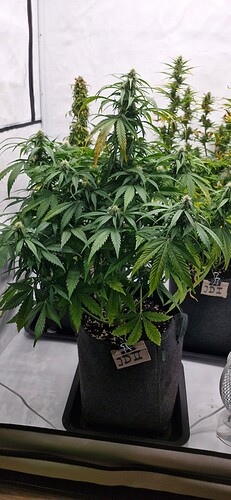 Growreport Bild 42