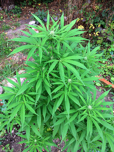 Grow26_0912_20_OC
