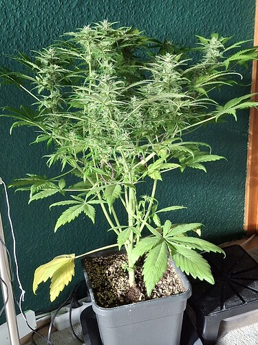 Growreport Bild 6