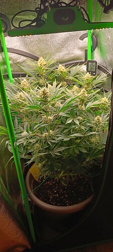 Growreport Bild 2