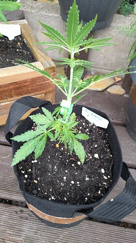 Growreport Bild 19
