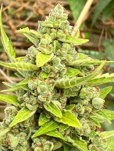 OG Kush Automatic nach 76 Tagen geerntet