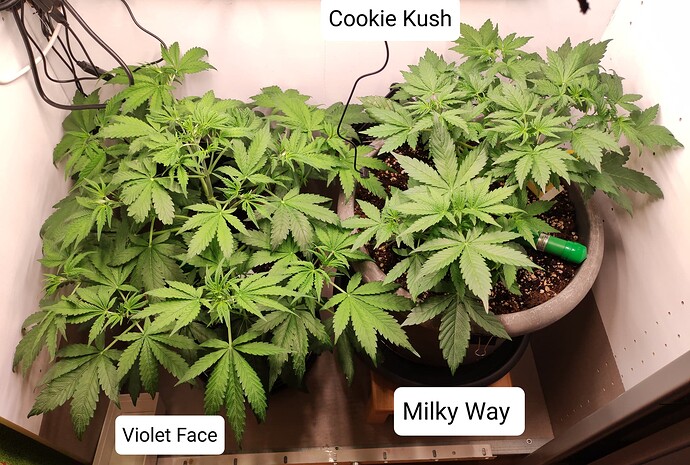 Growreport Bild 24