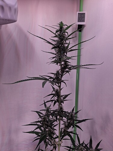 Growreport Bild 215