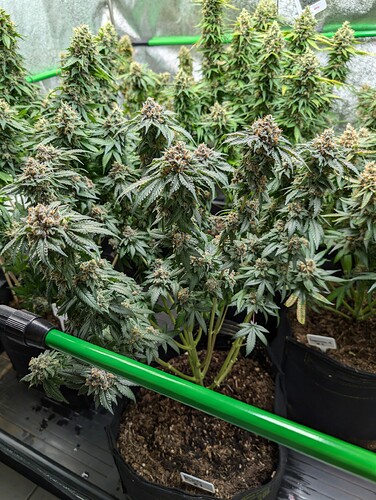 Growreport Bild 18