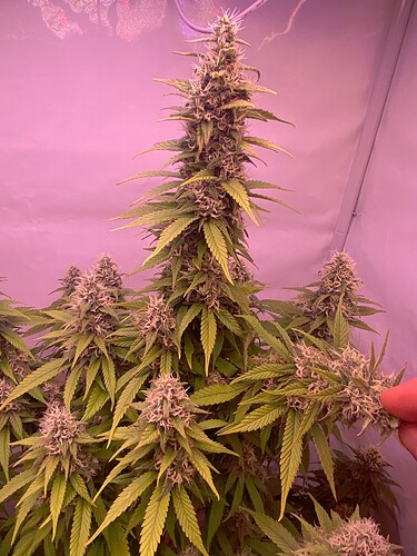 Growreport Bild 2