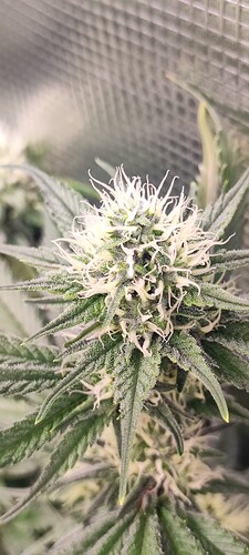 Growreport Bild 8