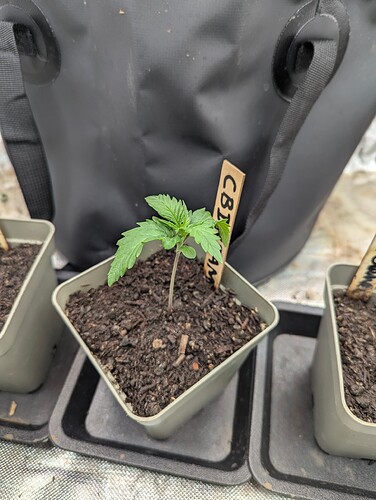 Growreport Bild 4