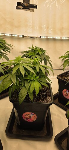 Growreport Bild 16