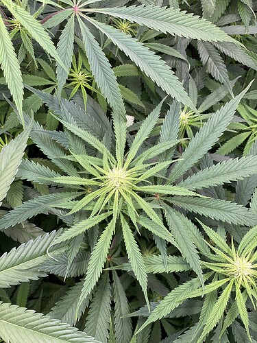 Growreport Bild 2