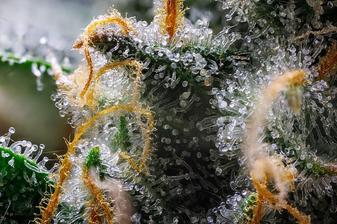 Growreport Bild 5