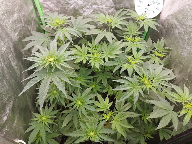 Growreport Bild 21