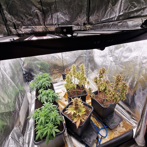Growreport Bild 1