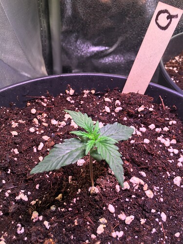 Growreport Bild 2