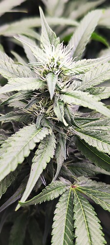 IMG_20240307_110127