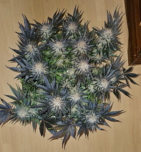 Growreport Bild 42