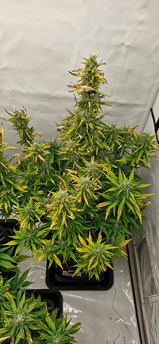 Growreport Bild 25