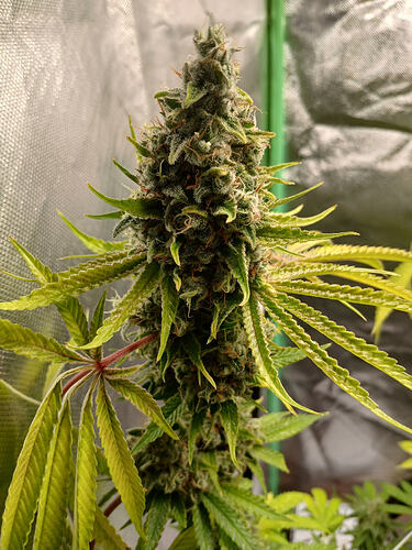Growreport Bild 8
