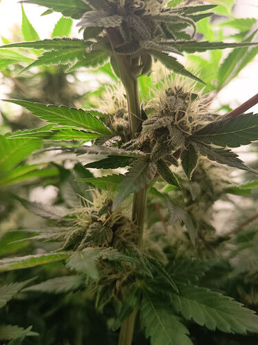 Growreport Bild 27