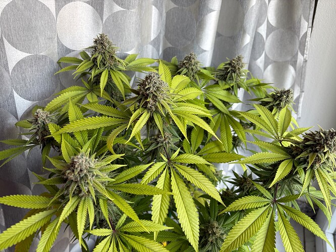 Growreport Bild 15