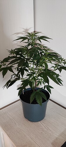 Growreport Bild 1