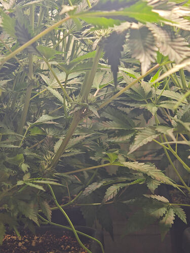 Growreport Bild 52