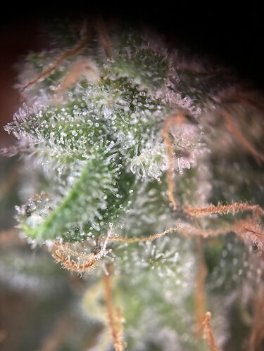 Growreport Bild 91