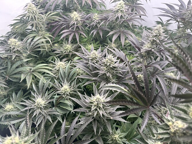 Growreport Bild 6
