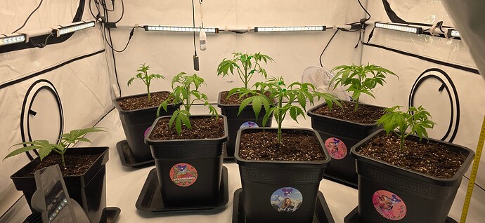 Growreport Bild 25