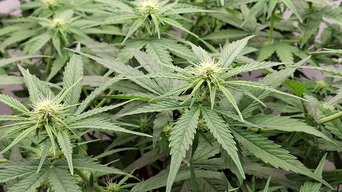 Growreport Bild 228
